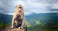 Monkeys at the Gorges viewpoint. Mauritius. Panorama Royalty Free Stock Photo