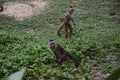 Monkeys on the grass in the Historic Park of Guayaquil, Ecuador