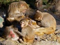 Monkeys grooming Royalty Free Stock Photo