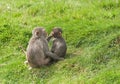 Monkeys grooming each other