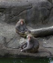 Monkeys Grooming and lounging around