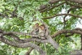 Monkeys grooming in the trees