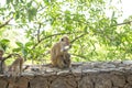 The monkeys in Heritance Kandalama Hotel,Dambulla, Sri Lanka. Royalty Free Stock Photo