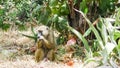 Monkeys in a hotel area in Kenya