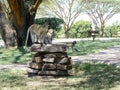 Monkeys in a hotel area in Kenya