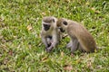 Monkeys in a hotel complex in Kenya