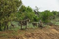 Monkeys in a hotel complex in Kenya