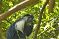 Monkeys in a hotel complex in Kenya