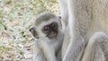 Monkeys in a hotel area in Kenya