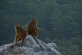 MONKEYS Royalty Free Stock Photo