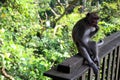 The monkeys & infants hanging around Monkey Forest in Ubud Royalty Free Stock Photo