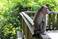 The monkeys & infants hanging around Monkey Forest in Ubud Royalty Free Stock Photo