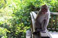 The monkeys & infants hanging around Monkey Forest in Ubud Royalty Free Stock Photo
