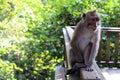 The monkeys & infants hanging around Monkey Forest in Ubud Royalty Free Stock Photo