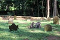 The monkeys & infants hanging around Monkey Forest in Ubud Royalty Free Stock Photo