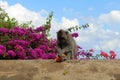 The monkeys & infants hanging around Pura Uluwatu. Notorious for Royalty Free Stock Photo
