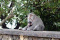 The monkeys & infants hanging around Pura Uluwatu. Notorious for Royalty Free Stock Photo