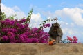 The monkeys & infants hanging around Pura Uluwatu. Notorious for Royalty Free Stock Photo