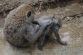 Monkeys on the jungle of East Asia, mother cleaning his son from parasites, monkey shower Royalty Free Stock Photo