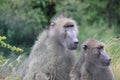 Monkeys in Kruger Park