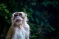 Monkeys in Kuala Lumpur, Malasia Royalty Free Stock Photo