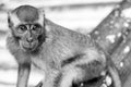 Monkeys in Kuala Lumpur, Malasia Royalty Free Stock Photo