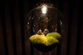 monkeys in lamp, Shibu onsen, Yamanouchi Royalty Free Stock Photo