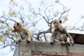 Monkeys living in the mountains Royalty Free Stock Photo