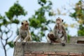 Monkeys living in the mountains Royalty Free Stock Photo