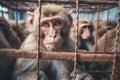 Monkeys locked in cage. Emaciated, skinny chimpanzee in cramped cage behind bars in a zoo or circus with a sad look. The Royalty Free Stock Photo