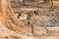 Monkeys Look for Handouts near Angkor Wat, Cambodia