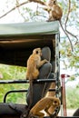 Monkeys looking for food