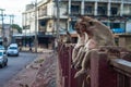 Monkeys in Lopburi