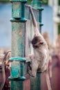 Monkeys in Lopburi Royalty Free Stock Photo