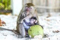 Monkeys mama and baby eating on a a beach Thailand.