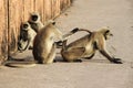 Monkeys in Many Moods