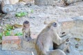 The monkeys mom and baby in temple named `Wat Khao Takiap` at famous Province in Thailand Hua in was relax by finding lice for t