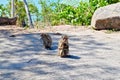 The monkeys mom and baby in temple named `Wat Khao Takiap` at famous Province in Thailand Hua in was relax by finding lice for t