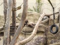 Monkeys in a monkey grove, close up