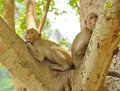 Monkeys Royalty Free Stock Photo