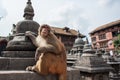 Monkeys at Monkey Temple, Kathmandu, Nepal