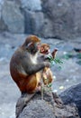 Monkeys-mother and child Royalty Free Stock Photo