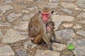 Monkeys. A mother with a cub. Royalty Free Stock Photo