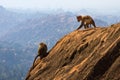 Monkeys in the mountain