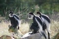 Monkeys, named Colobus guereza