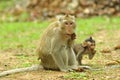 Monkeys in National Park Angkor Wat, Cambodia Royalty Free Stock Photo