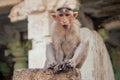 Monkeys near the Hanuman Temple Hampi sunset Royalty Free Stock Photo