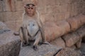 Monkeys near the Hanuman Temple Hampi sunset