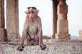 Monkeys near the Hanuman Temple Hampi sunset Royalty Free Stock Photo