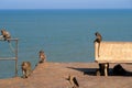 Monkeys near the sea